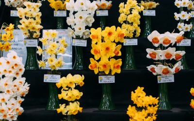 Cornwall Garden Society Spring Flower Show 2026: Award winners